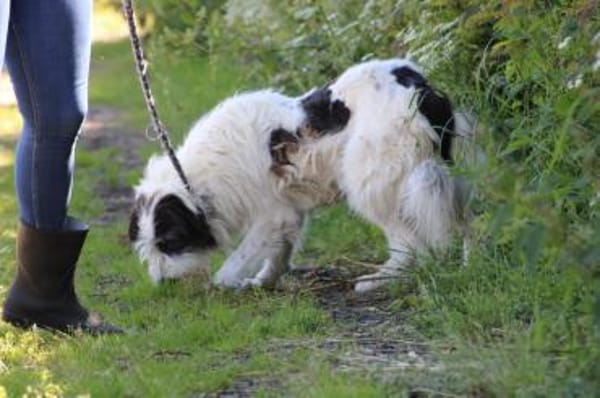 Muri - hübscher Wuschelrüde