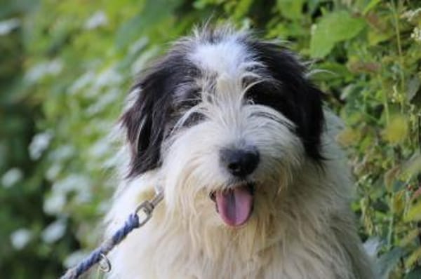 Muri - hübscher Wuschelrüde