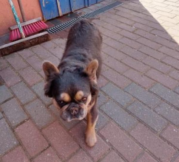 KLEO PP Sanftes Mädchen sucht Liebe