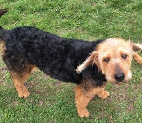 RASMA -liebevolle, berührende Hündin-