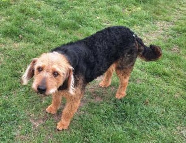 RASMA -liebevolle, berührende Hündin-