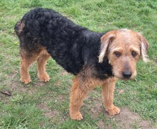 RASMA -liebevolle, berührende Hündin-