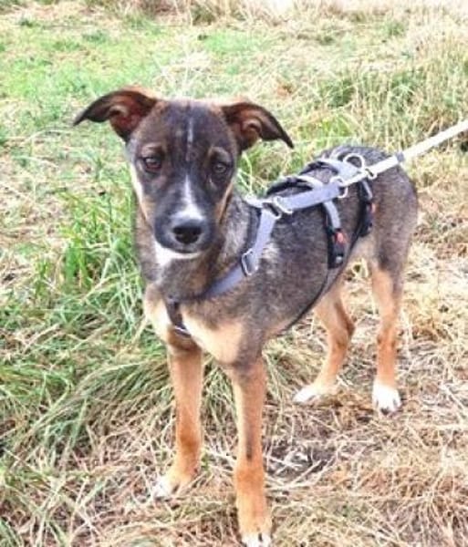 Arnaud ist ein pfiffiger, lieber Kerl!