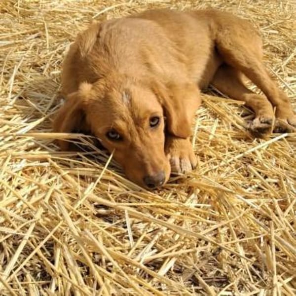 Kleine Gina braucht eine Familie