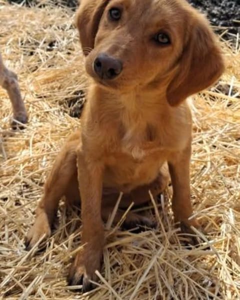 Kleine Gina braucht eine Familie