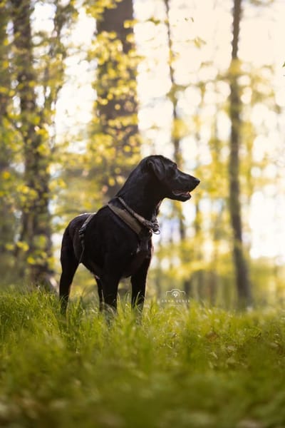 Lustiger Rocky sucht ein Zuhause