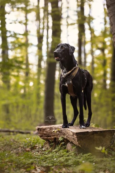 Lustiger Rocky sucht ein Zuhause