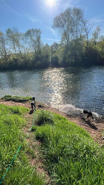 Lustiger Rocky sucht ein Zuhause