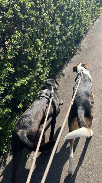 Lustiger Rocky sucht ein Zuhause