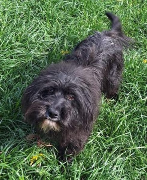 JULIE -menschenbezogen & verschmust-