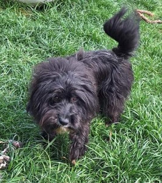 JULIE -menschenbezogen & verschmust-