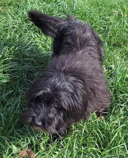 JULIE -menschenbezogen & verschmust-