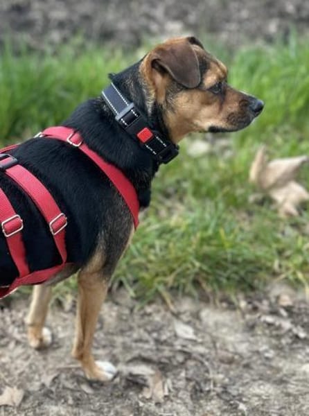 Wunderbare Begleithündin CANELA 💖