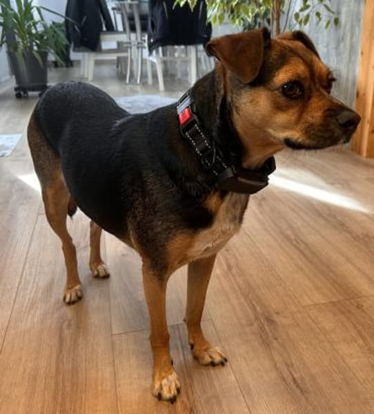 Wunderbare Begleithündin CANELA 💖