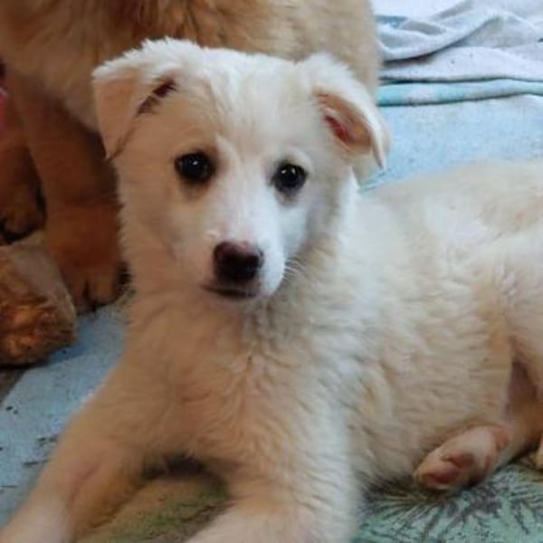 liebes Welpenmädchen Nina auf PS 91278