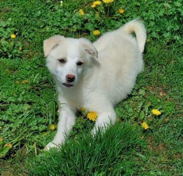 liebes Welpenmädchen Nina auf PS 91278