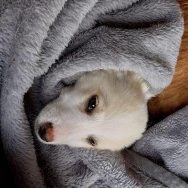 liebes Welpenmädchen Nina auf PS 91278