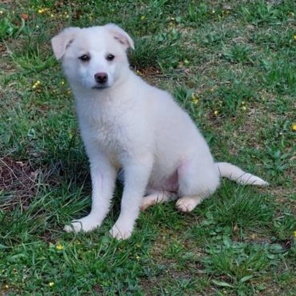 liebes Welpenmädchen Nina auf PS 91278