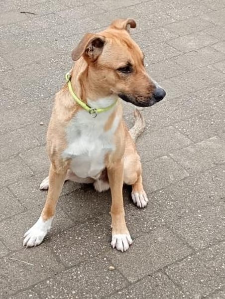 Aktiver Rüde Lennox sucht ein neues Zuha