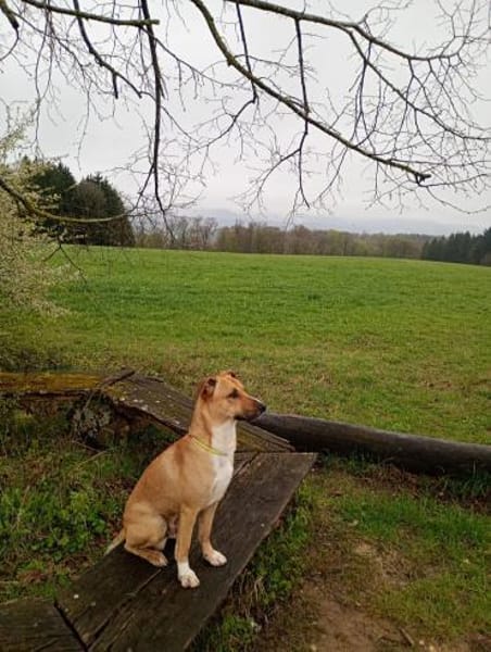 Aktiver Rüde Lennox sucht ein neues Zuha