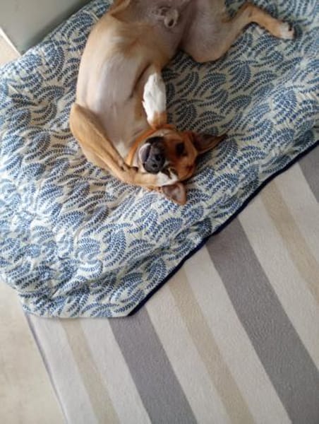 Aktiver Rüde Lennox sucht ein neues Zuha