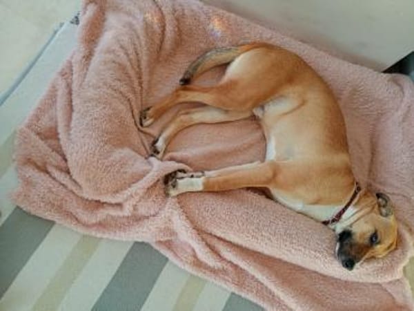 Aktiver Rüde Lennox sucht ein neues Zuha