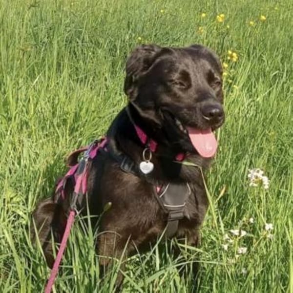 Nyra die allerliebste