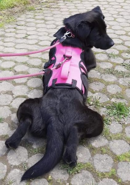 Nyra die allerliebste