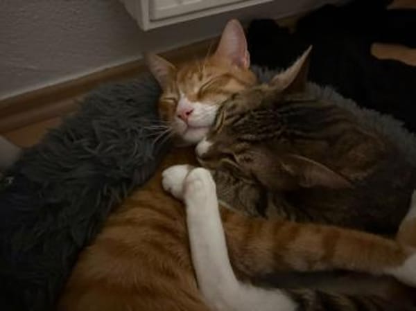 Max und Leo außen Tierschutz