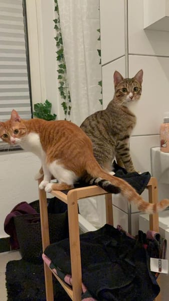 Max und Leo außen Tierschutz