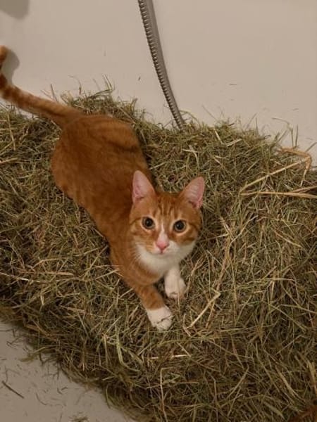 Max und Leo außen Tierschutz