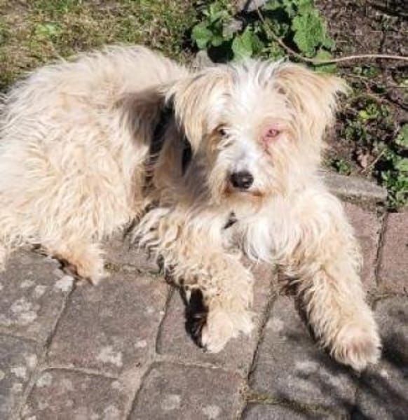 Flöckchen 37 cm (Pflegestelle)