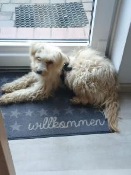 Flöckchen 37 cm (Pflegestelle)