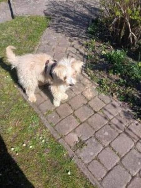 Flöckchen 37 cm (Pflegestelle)