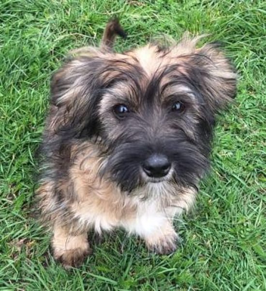 JABBA -rundum tolles Hundekind-