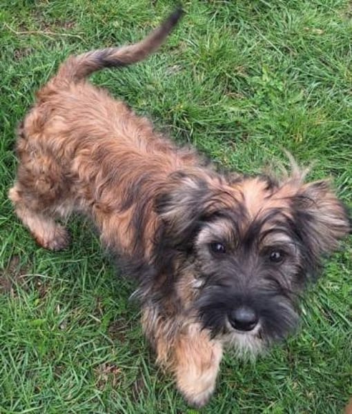 JABBA -rundum tolles Hundekind-