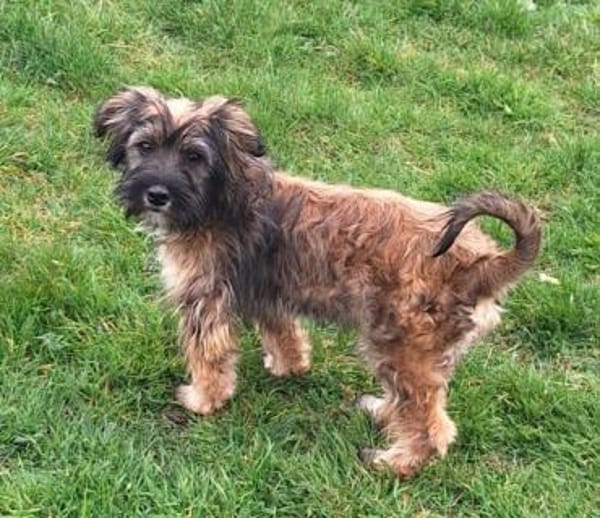 JABBA -rundum tolles Hundekind-