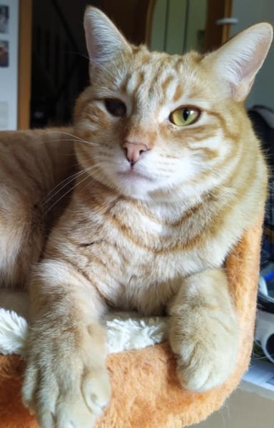 Foxy FeLV+ sucht in Wohnungshaltung