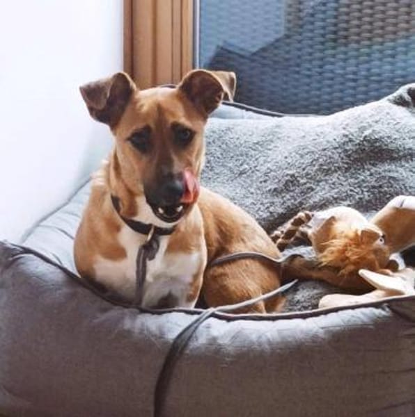 kleine süße Katinka auf PS in 91353