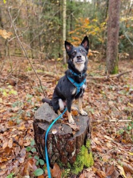 aktiver Sam auf PS in 90571