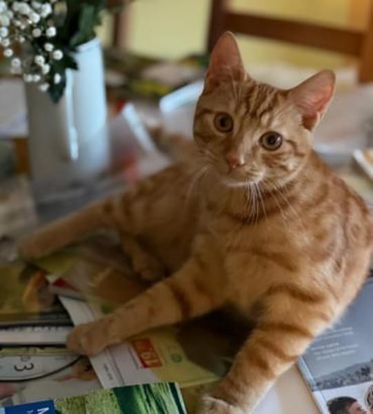 Willi sucht mit Garten oder Freigang