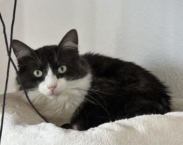 Forky der kleine Schmusi ❤