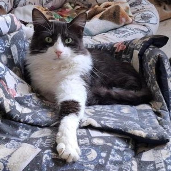 Forky der kleine Schmusi ❤