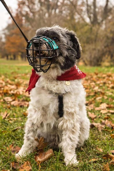 Pepe Plüschkanone sucht sein Zuhause...