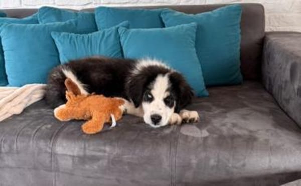 Lennart sucht ein neues Zuhause