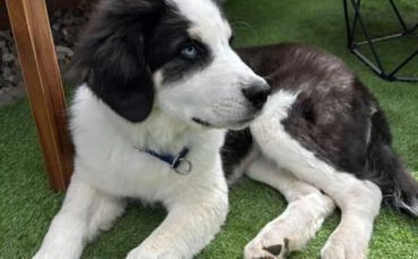 Lennart sucht ein neues Zuhause