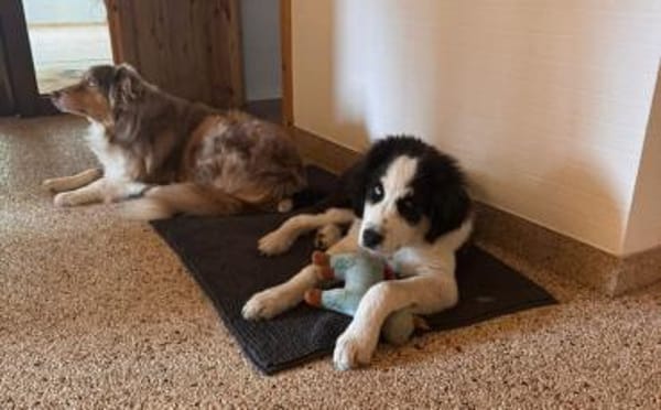 Lennart sucht ein neues Zuhause