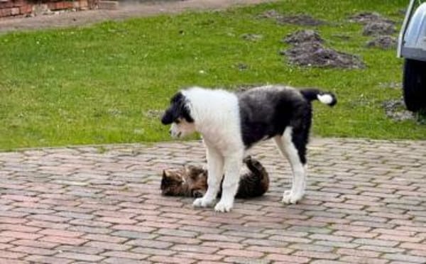 Lennart sucht ein neues Zuhause