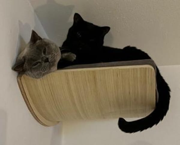 Roberta & Micaela  BKH Katzenpaar sucht