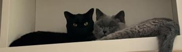 Roberta & Micaela  BKH Katzenpaar sucht